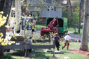 tree care fredericksburg va